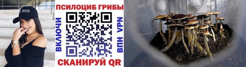 Купить закладки  Калуга  Псилоцибиновые грибы Psilocybine cubensis 